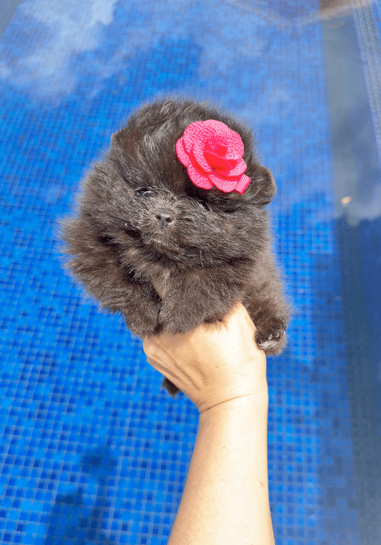 Lulu da Pomerânia 1