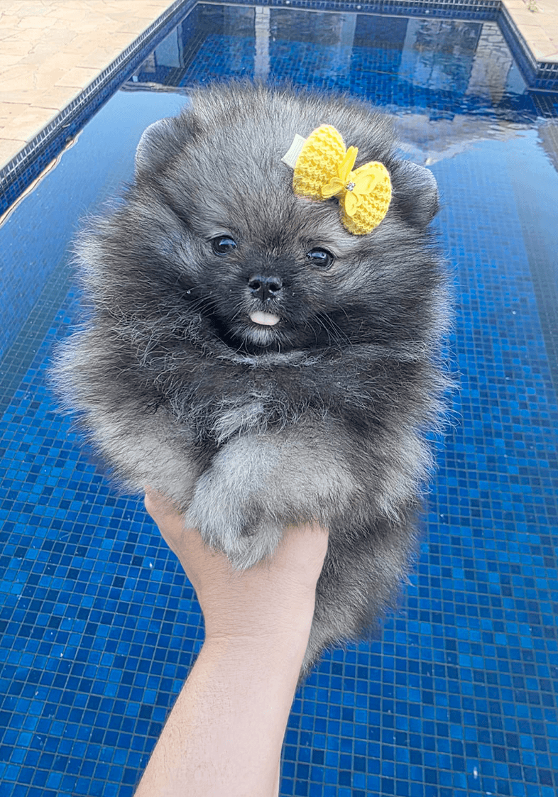 Lulu da Pomerânia 11