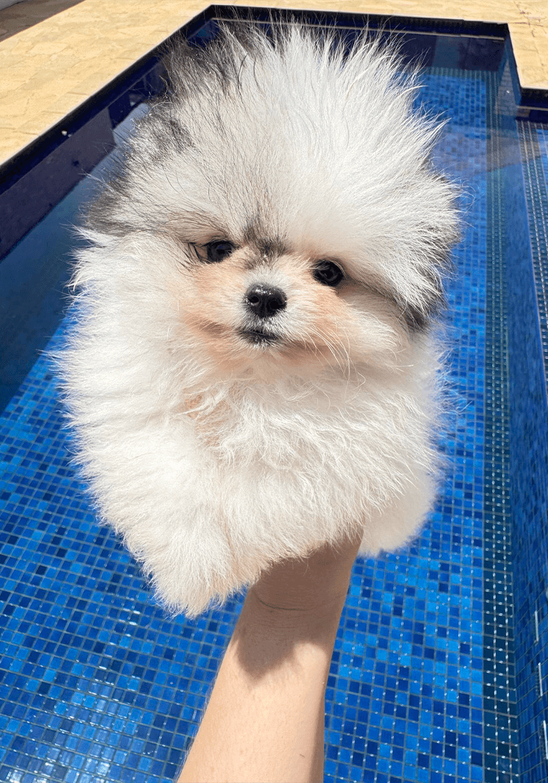 Lulu da Pomerânia 9
